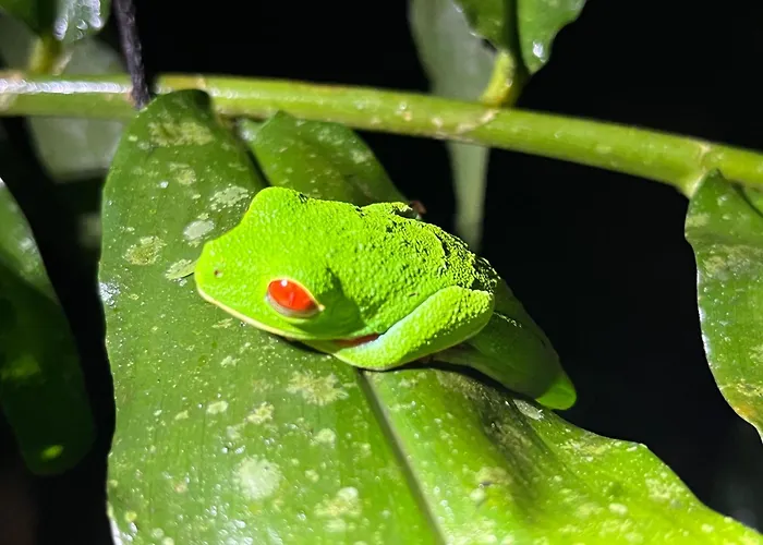 The Frog House