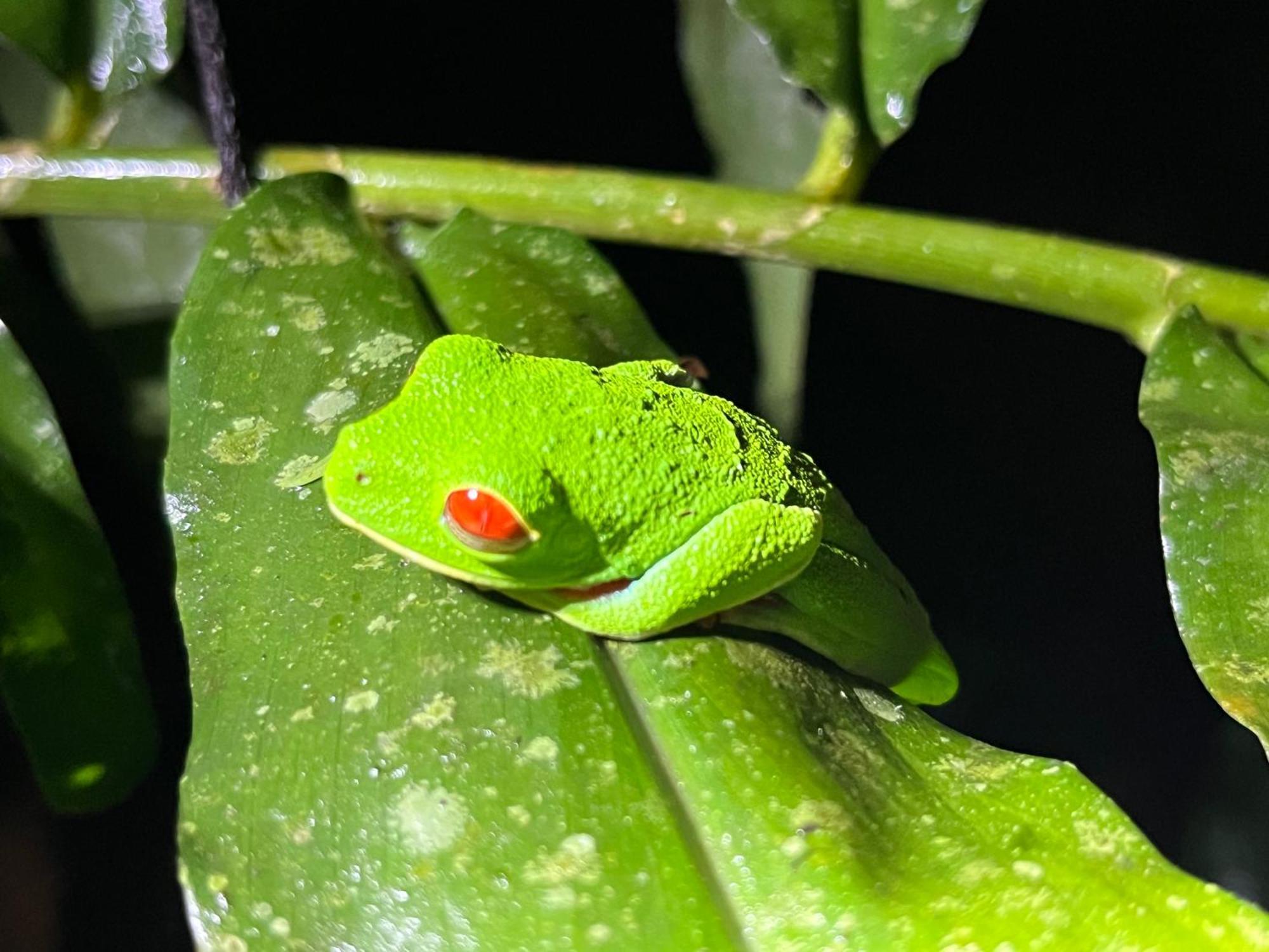 The Frog House * La Fortuna