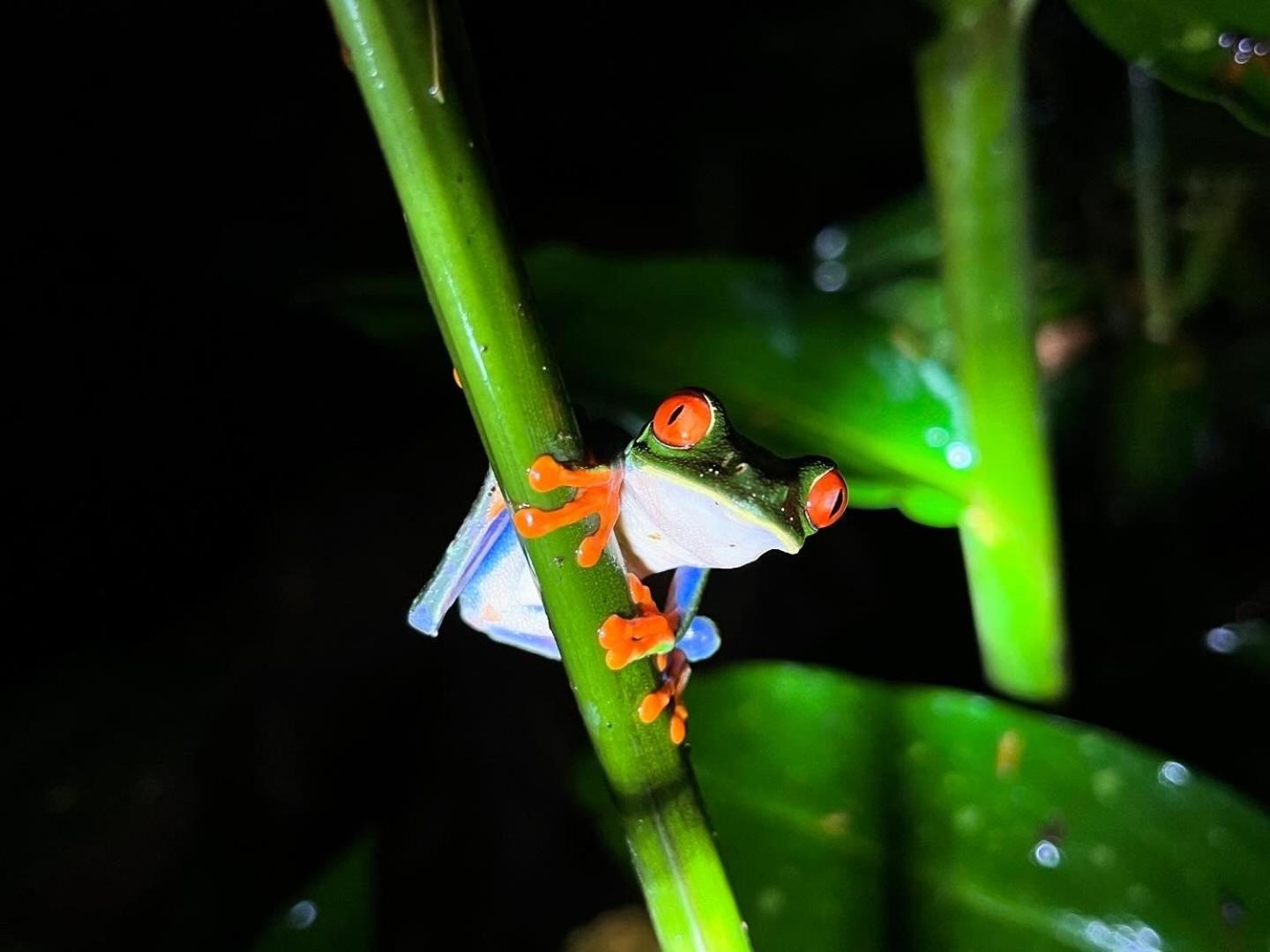 Appartement The Frog House La Fortuna